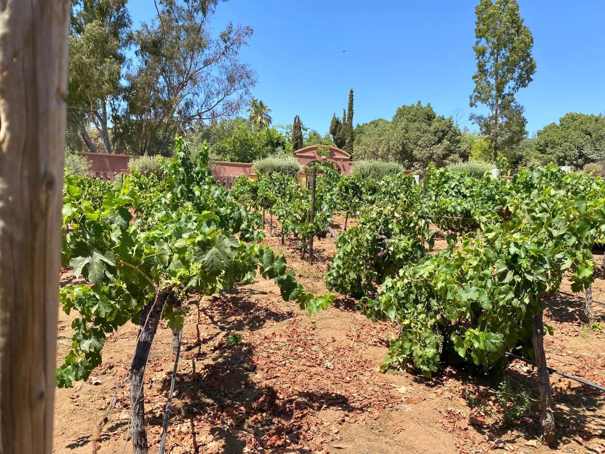 Tierra Mia Hacienda Ruta Del Vino Hotel Valle de Guadalupe Bagian luar foto