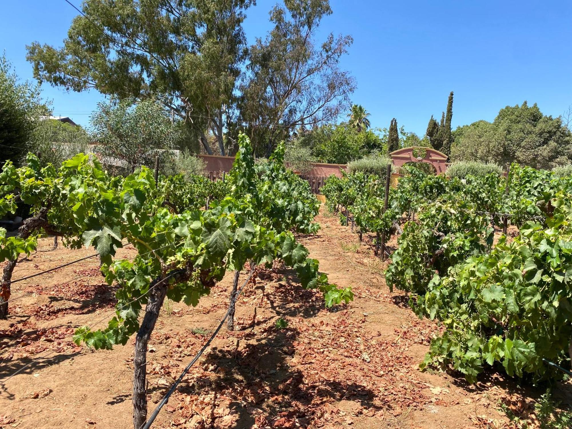 Tierra Mia Hacienda Ruta Del Vino Hotel Valle de Guadalupe Bagian luar foto